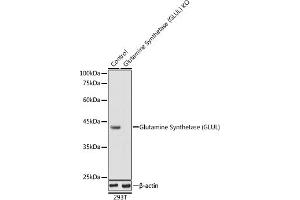 Western blot analysis of extracts from normal (control) and Glutamine Synthetase (GLUL) knockout (KO) 293T cells, using Glutamine Synthetase (GLUL) antibody (ABIN6130425, ABIN6141161, ABIN6141162 and ABIN7101772) at 1:1000 dilution.