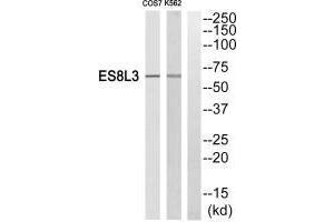 Western blot analysis of extracts from Cos7 cells and K562 cells, using ES8L3 antiobdy. (EPS8-Like 3 antibody)