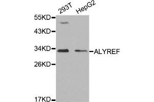 Western Blotting (WB) image for anti-THO Complex 4 (THOC4) antibody (ABIN1877039) (THO Complex 4 antibody)