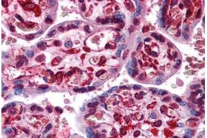 Human Placenta: Formalin-Fixed, Paraffin-Embedded (FFPE) (LIPG antibody  (C-Term))