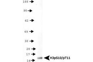 Western Blot of Rabbit Anti-Histone H3 [p Ser10, p Thr11] Antibody.