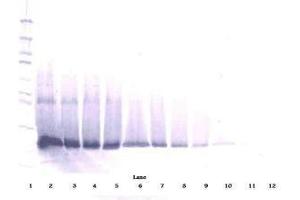 Image no. 1 for anti-Interferon, beta 1, Fibroblast (IFNB1) antibody (ABIN464941) (IFNB1 antibody)