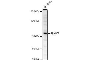 Western blot analysis of extracts of SH-SY5Y cells, using FBXW7 antibody (ABIN6131632, ABIN6140535, ABIN6140537 and ABIN6221574) at 1:500 dilution. (FBXW7 antibody  (AA 408-707))
