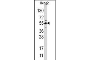Western blot analysis of anti-JMJD4 (N-term) Pab in HepG2 cell line lysate.