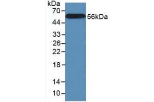 Figure. (Calnexin antibody  (AA 239-461))