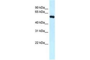 Image no. 1 for anti-Retinoblastoma Binding Protein 5 (RBBP5) (N-Term) antibody (ABIN6747813) (RBBP5 antibody  (N-Term))