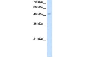 Western Blotting (WB) image for anti-Eukaryotic Translation Initiation Factor 2, Subunit 3 Gamma, 52kDa (EIF2S3) antibody (ABIN2462926) (EIF2S3 antibody)