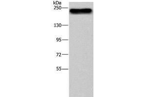 Western Blot analysis of NIH/3T3 cell using BRD4 Polyclonal Antibody at dilution of 1:500 (BRD4 antibody)