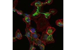 Immunofluorescence analysis of HepG2 cells using ApoB mouse mAb (green). (APOB antibody)