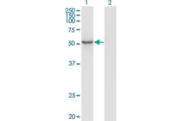 ZNF70 anticorps  (AA 1-446)