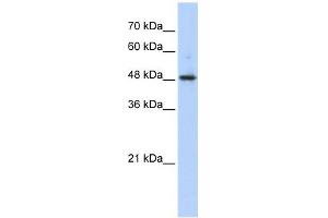 ABHD2 antibody used at 1 ug/ml to detect target protein. (ABHD2 antibody  (Middle Region))