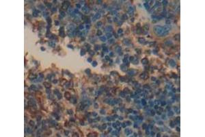IHC-P analysis of Mouse Tissue, with DAB staining. (CD70 antibody  (AA 64-192))