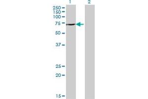Western Blot analysis of DDX43 expression in transfected 293T cell line by DDX43 monoclonal antibody (M07), clone 3G12. (DDX43 antibody  (AA 2-90))