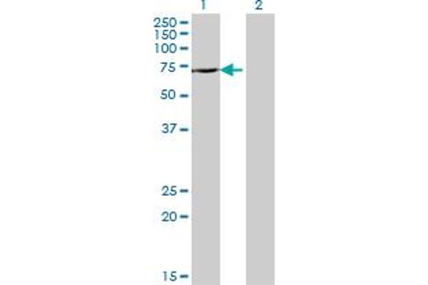 DDX43 antibody  (AA 2-90)