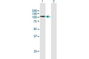 Western Blot analysis of FAP expression in transfected 293T cell line by FAP MaxPab polyclonal antibody. (FAP antibody  (AA 1-760))