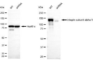 Western blotting analysis using integrin subunit alpha V antibody (ABIN7799063).