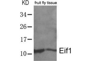 Western blot analysis of extracts from whole fruit fly (drosophila melanogaster) tissue lysate using Eif1. (EIF1 antibody  (AA 4-8))