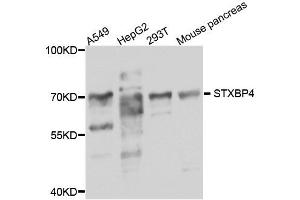 Western blot analysis of extract of various cells, using STXBP4 antibody.