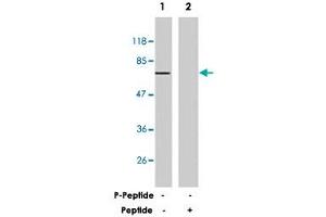 Western blot analysis of extracts from 293 cells treated with IL-4 (100 ug/mL, 30 min) using G3BP1 polyclonal antibody . (G3BP1 antibody)