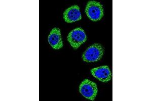 Immunofluorescence (IF) image for anti-Protocadherin beta 3 (PCDHB3) antibody (ABIN2996556)