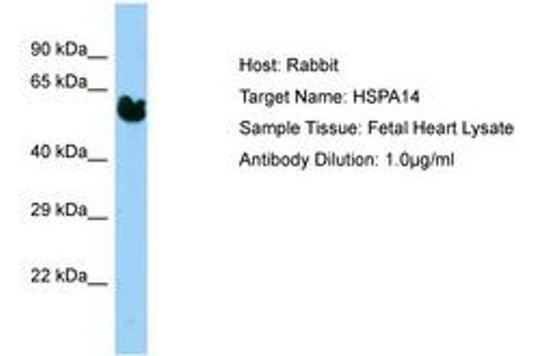 HSPA14 antibody  (AA 37-86)