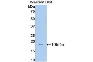Western Blotting (WB) image for anti-Midkine (Neurite Growth-Promoting Factor 2) (MDK) (AA 22-140) antibody (ABIN3208208) (Midkine antibody  (AA 22-140))