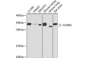 Western blot analysis of extracts of various cell lines using FGFBP1 Polyclonal Antibody at dilution of 1:1000. (FGFBP1 antibody)