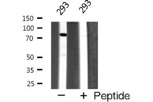 Western blot analysis of Daxx expression in 293 cells (DAXX antibody  (C-Term))