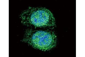 Immunofluorescence (IF) image for anti-B-Cell CLL/lymphoma 2 (BCL2) (BH3 Domain) antibody (ABIN2997097) (Bcl-2 antibody  (BH3 Domain))