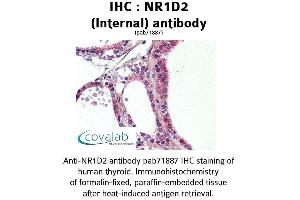 Image no. 1 for anti-Nuclear Receptor Subfamily 1, Group D, Member 2 (NR1D2) (Internal Region) antibody (ABIN1737498) (NR1D2 antibody  (Internal Region))