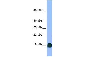Western Blotting (WB) image for anti-ATPase, H+ Transporting, Lysosomal 21kDa, V0 Subunit B (ATP6V0B) (N-Term) antibody (ABIN2782047)