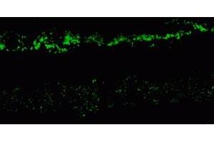 Immunostaining of rabbit retina showing NR2A in the rod and cone photoreceptors in the (NMDAR2A antibody  (C-Term))