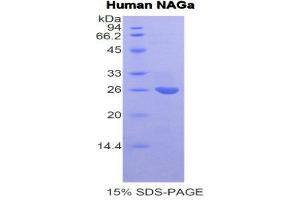 SDS-PAGE (SDS) image for N-Acetylgalactosaminidase, alpha (NAGA) (AA 18-217) protein (His tag) (ABIN2121733)