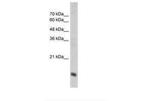 Image no. 3 for anti-Cytochrome C Oxidase Subunit IV Isoform 1 (COX4I1) (N-Term) antibody (ABIN203371) (COX IV antibody  (N-Term))