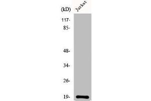 Western Blot analysis of COLO205 cells using DAN Polyclonal Antibody (NBL1 antibody  (C-Term))