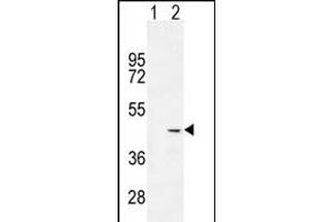 COCH antibody  (C-Term)