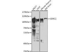 Western blot analysis of extracts of various cell lines, using UIMC1 antibody (ABIN6128891, ABIN6149915, ABIN6149916 and ABIN6223082) at 1:1000 dilution. (UIMC1 antibody  (AA 1-230))