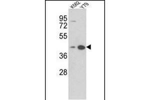 Western blot analysis of AZGP1 Antibody (N-term) (ABIN390565 and ABIN2840895) in K562, Y79 cell line lysates (35 μg/lane). (AZGP1 antibody  (N-Term))