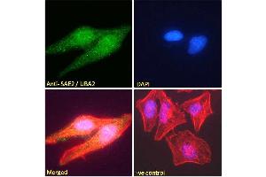 ABIN185083 Immunofluorescence analysis of paraformaldehyde fixed HeLa cells, permeabilized with 0. (UBA2 antibody  (N-Term))