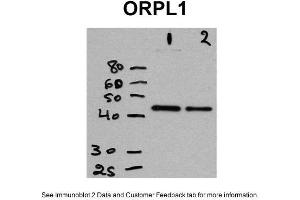 WB Suggested Anti-OPRL1 Antibody Titration: Positive Control: CHO cells (OPRL1 antibody  (Middle Region))