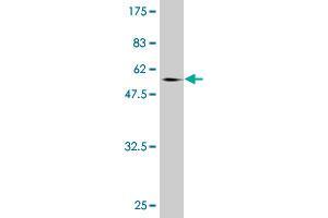 Western Blot detection against Immunogen (60. (NCOA5 antibody  (AA 1-315))