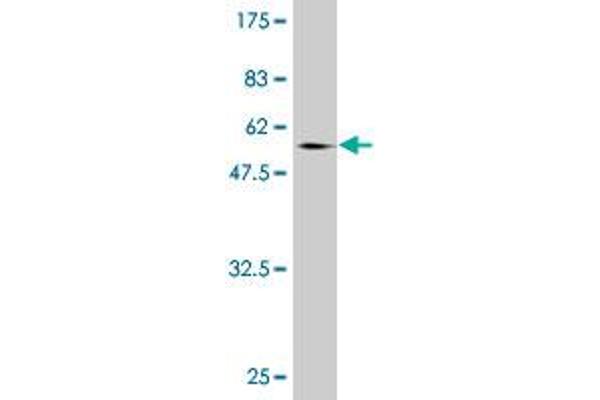 NCOA5 antibody  (AA 1-315)