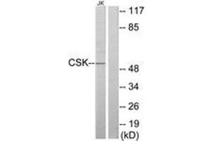 Western blot analysis of extracts from Jurkat cells, using CSK Antibody. (CSK antibody  (AA 31-80))