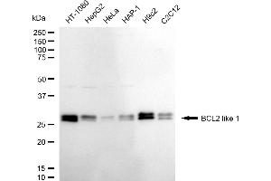 Western blotting analysis using BCL2 like 1 antibody (ABIN7797750).