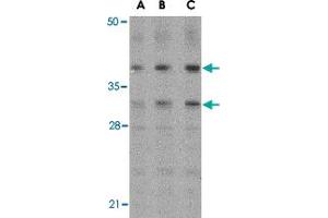 Western blot analysis of MCL1 in Raji cell lysates with MCL1 polyclonal antibody  at (A) 0. (MCL-1 antibody  (Internal Region))