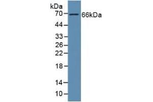 Figure. (GAS6 antibody  (AA 136-311))