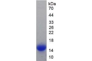 SDS-PAGE analysis of Mouse Hepcidin Protein. (Hepcidin Protein)