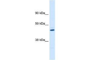 Western Blotting (WB) image for anti-Potassium Voltage-Gated Channel, Shaker-Related Subfamily, beta Member 1 (KCNAB1) (C-Term) antibody (ABIN2776156)