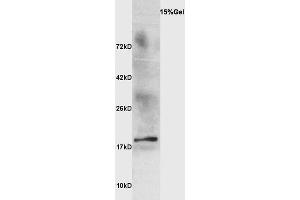 Ewe's milk probed with Anti Beta-lactoglobulin Polyclonal Antibody, Unconjugated  at 1:3000 for 90 min at 37˚C. (Beta Lactoglobulin (LGB) antibody)