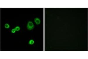 Immunofluorescence analysis of MCF7 cells, using Cytochrome c-type Heme Lyase Antibody. (HCCS antibody  (AA 81-130))